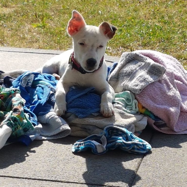 Mein Spürhund Holly